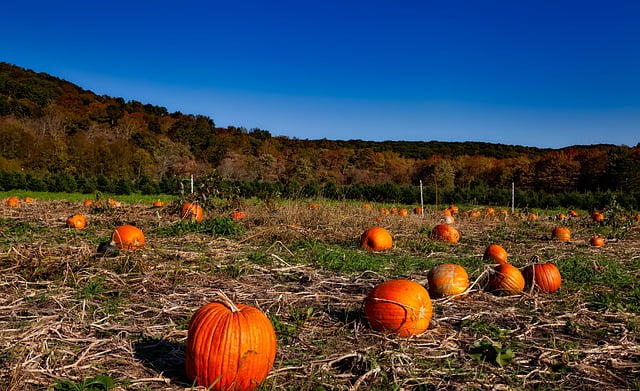 Fun in Calgary with Pumpkin Patches